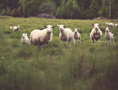 Sheeps and Grass