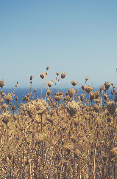 Field and the Sea