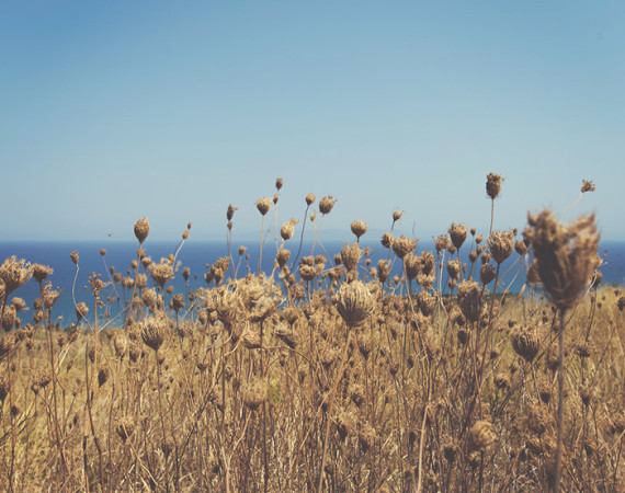 Field and the Sea