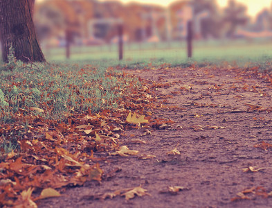 Autumn in Park